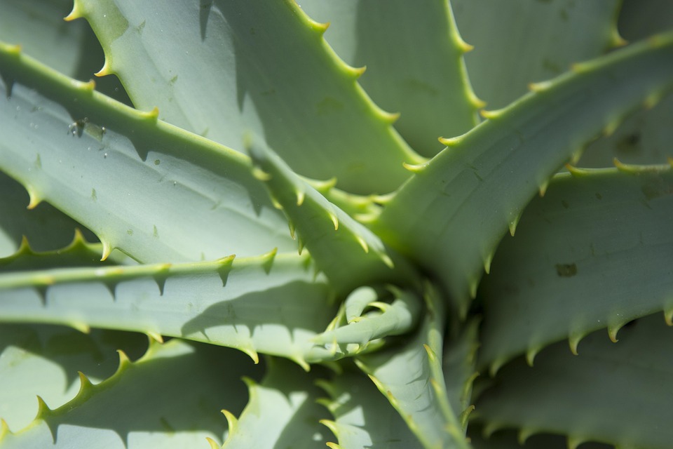 Close Up Aloe Vera Plant Dessert - Free photo on Pixabay
