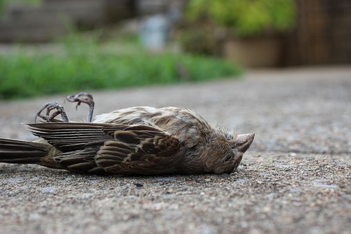 Free Bird Dead Bird photo and picture