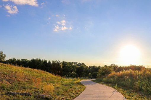 Free Background Forest photo and picture