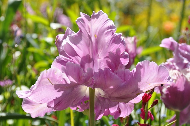 Free Tulips Garden photo and picture