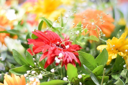 Free Flower Full Hd Wallpaper photo and picture