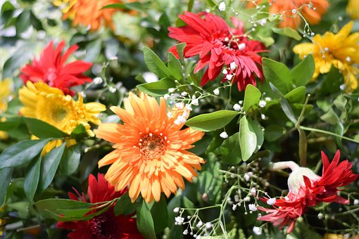 Free Flower Nature photo and picture