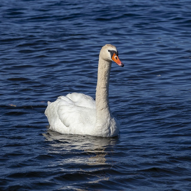 Free Swan Bird photo and picture