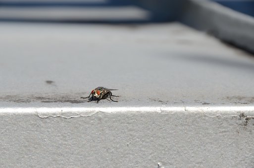Free Insect Visitor photo and picture