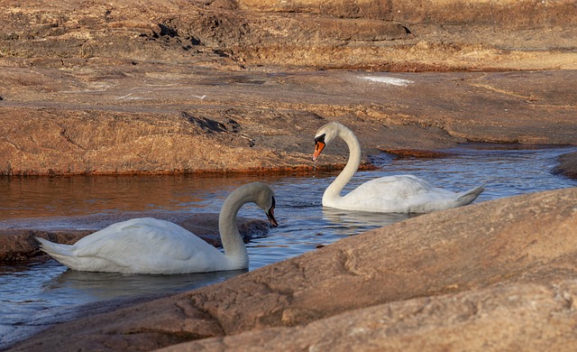 Free Swans Swan photo and picture