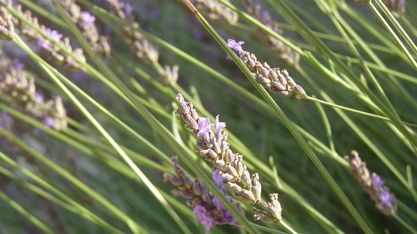 Lavendel, Sol, Provence, Planter, Sommer