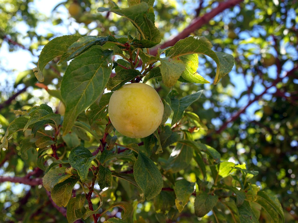Ciruela Arbol Ciruelas Ciruelo Foto Gratis En Pixabay