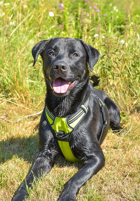 Free Dog Domestic Animal photo and picture