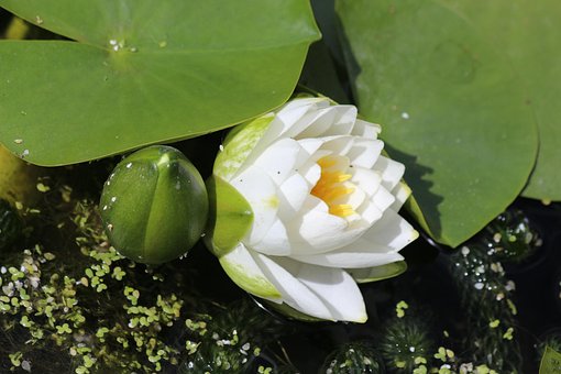 Lilly, Teich, Schwimmende Blume