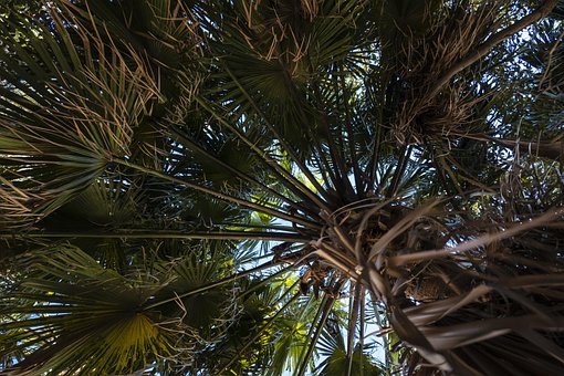 Free Palm Tree Tree photo and picture