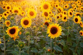 Sunflower, Sunflower Field, Flowers