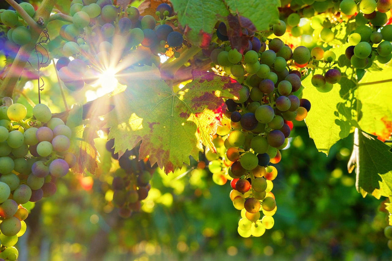 40 000 Free Farm Produce Farm Images Pixabay 40 000 Free Farm Produce Farm Images Pixabay