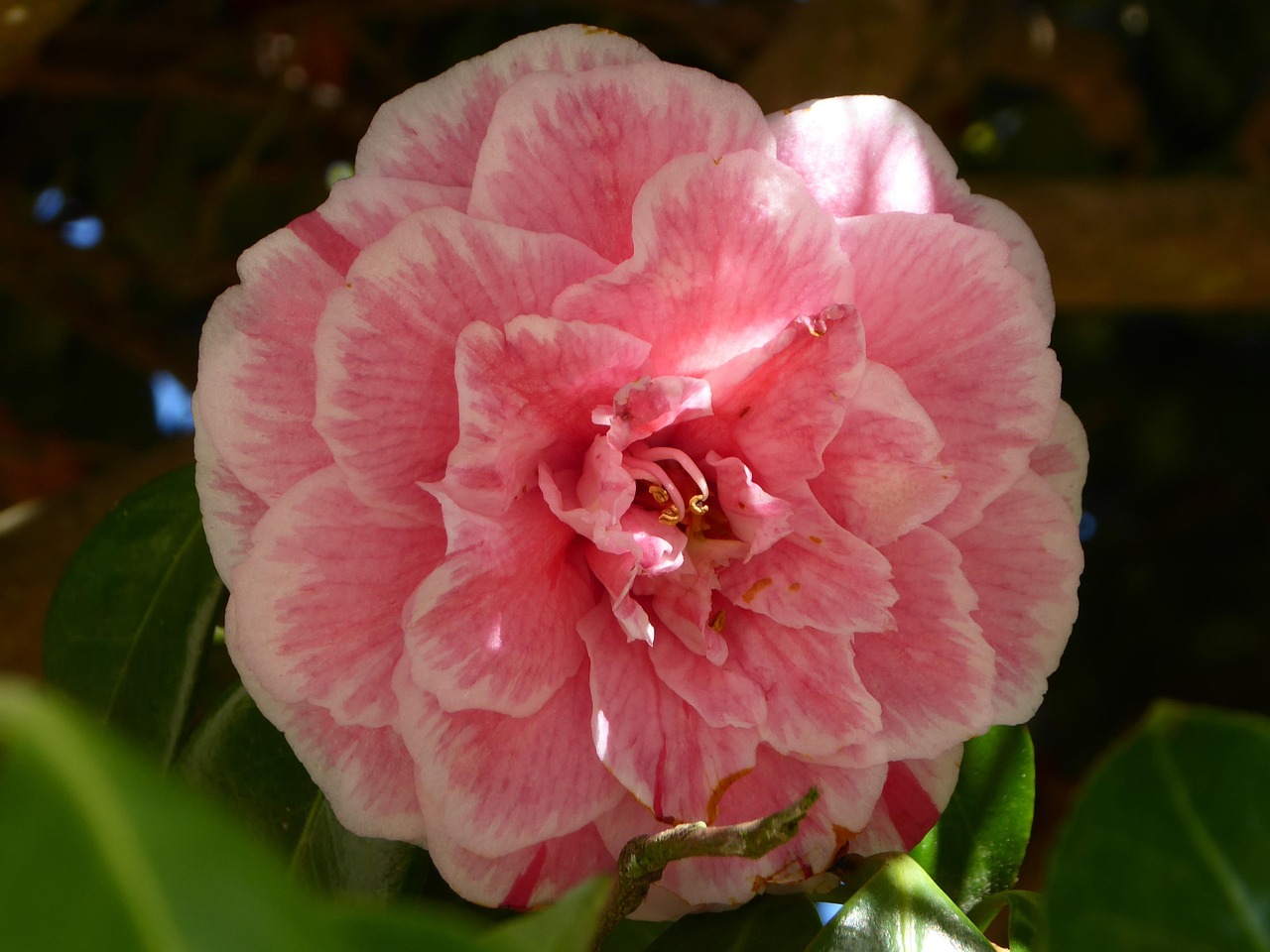rose-fleur-photo-gratuite-sur-pixabay-pixabay