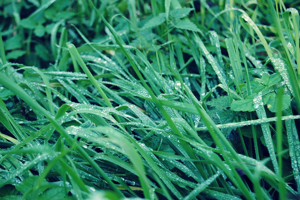 Grass Rain Drops Free photo on Pixabay Pixabay