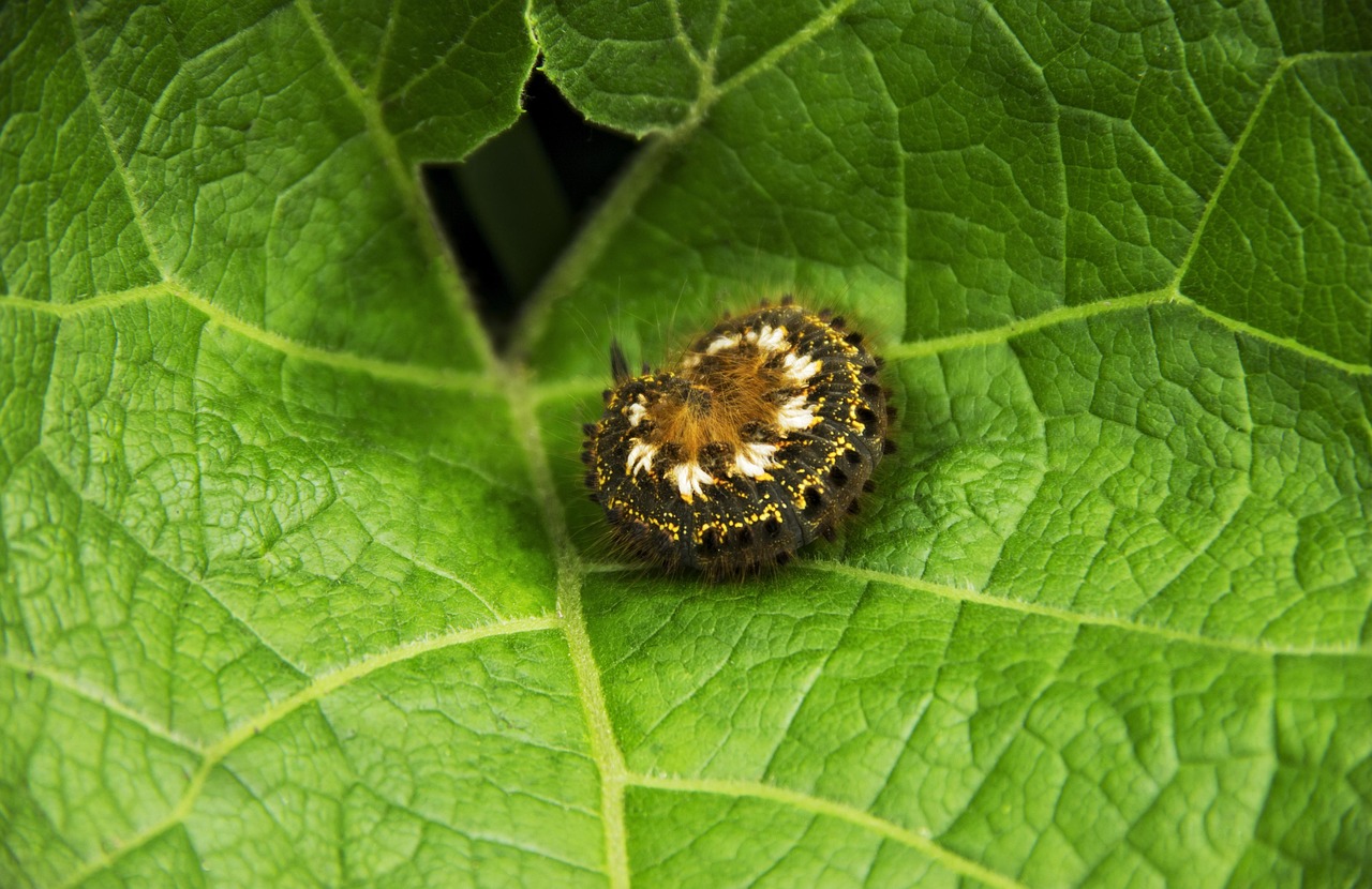 Caterpillar Sleeping On A Sheet Of Free photo on Pixabay