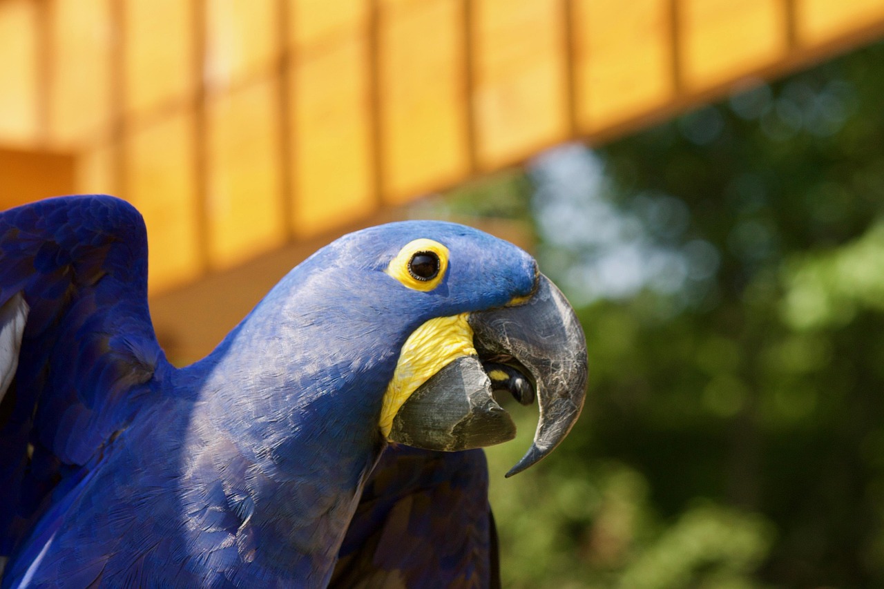 bird-3551243_1280.jpg