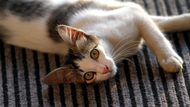Free Cat Pet photo and picture