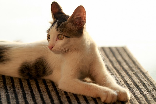 Free Cat Pet photo and picture