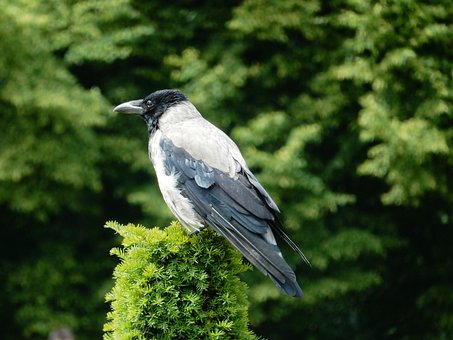 Jackdaw, Fugl, Ådskrage, Grå, Sort, Dyr