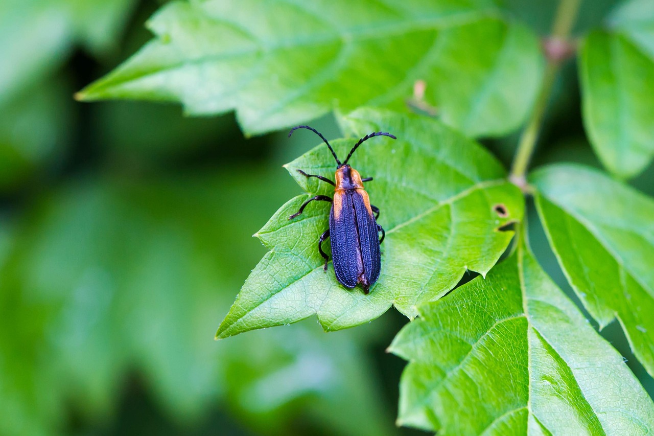 Feuille Vert Insecte - Photo gratuite sur Pixabay - Pixabay