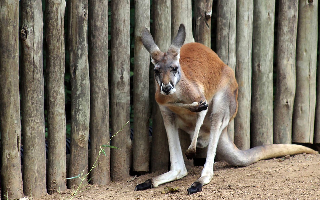 Kangaroo Animal Australia - Free photo on Pixabay