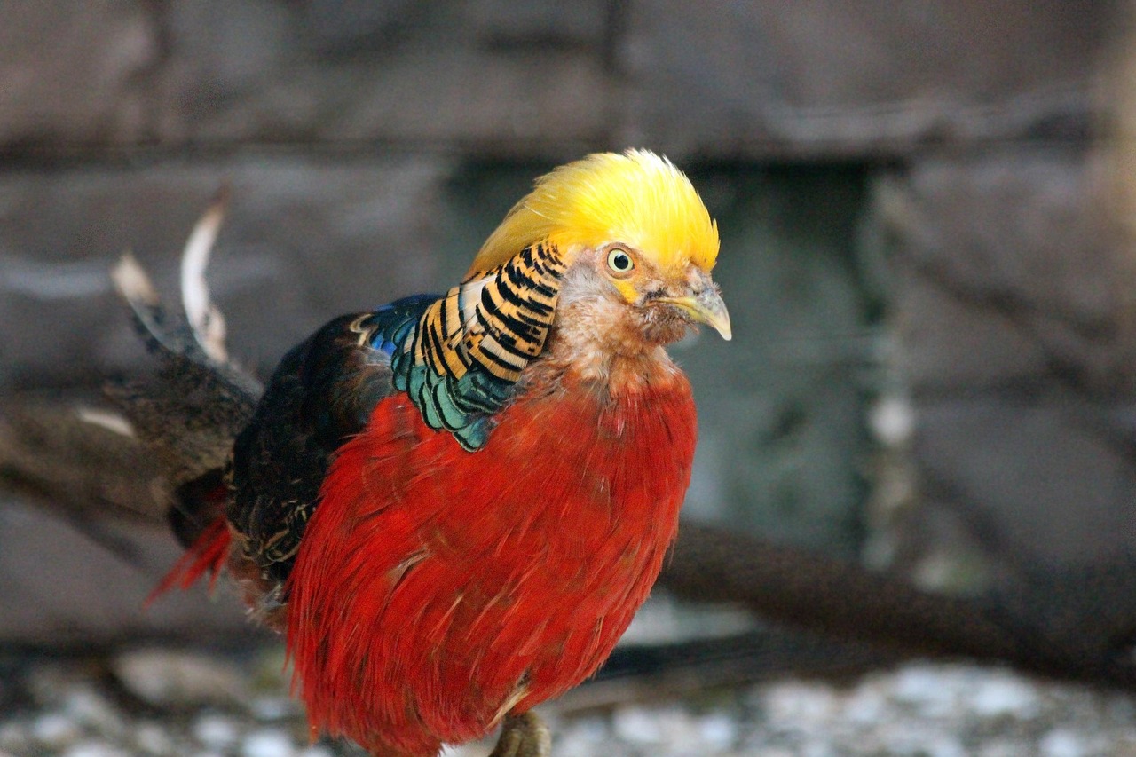 pheasant, bird, golden pheasant, chrysolophus pictus or, nature, feathered race, chinese pheasant, head, close-up, sight, beautiful, exotic, animal, not man