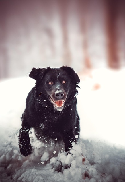 Hund, Retriwer, Schnee, Winter, Wald