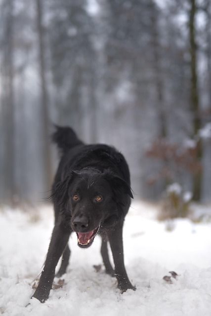 Hund, Winter, Schnee, Tiere, Kalt