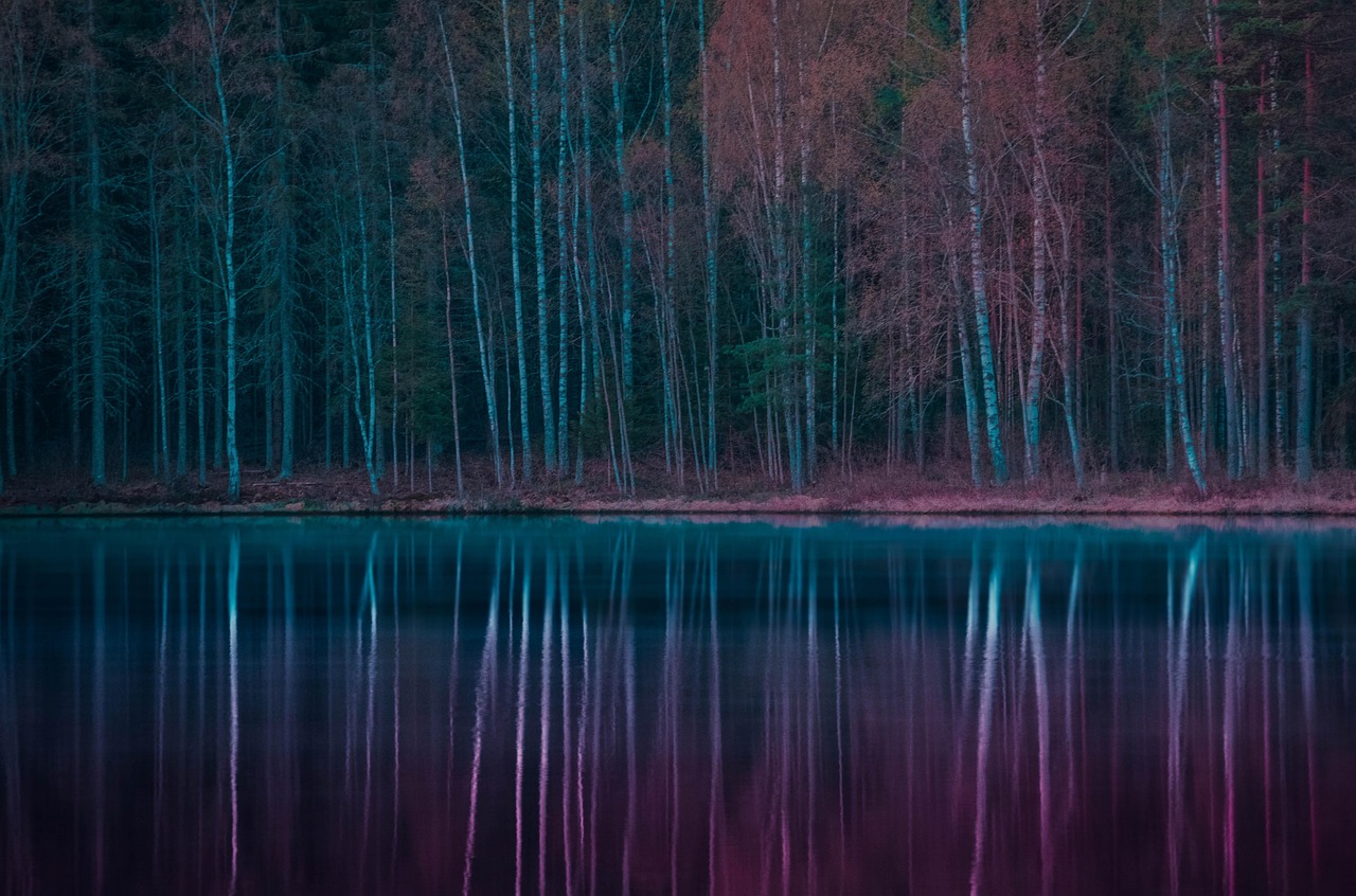 Forest - free online jigsaw puzzle photo