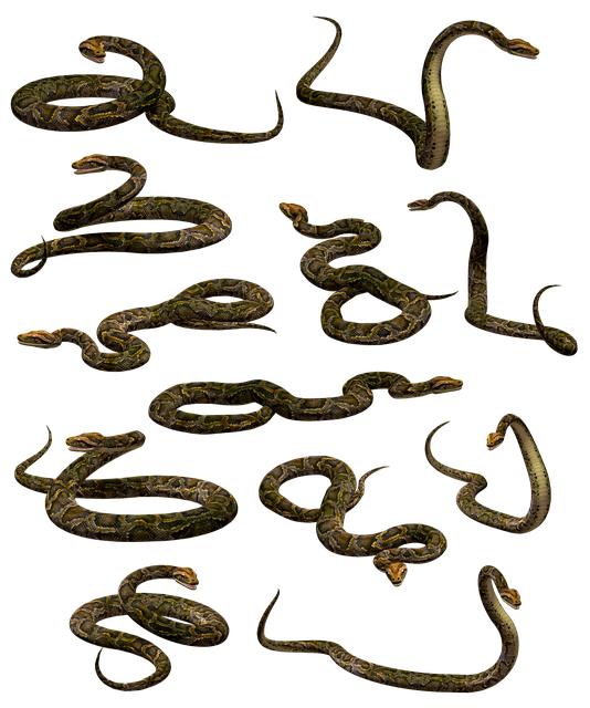 Free snake boa python illustration