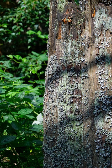Latido, Musgo, Árvore, Madeira, Natureza
