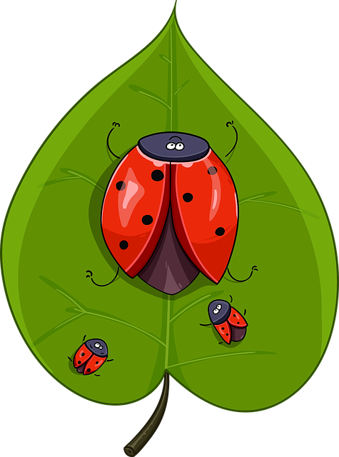 Free sheet beetle ladybug illustration