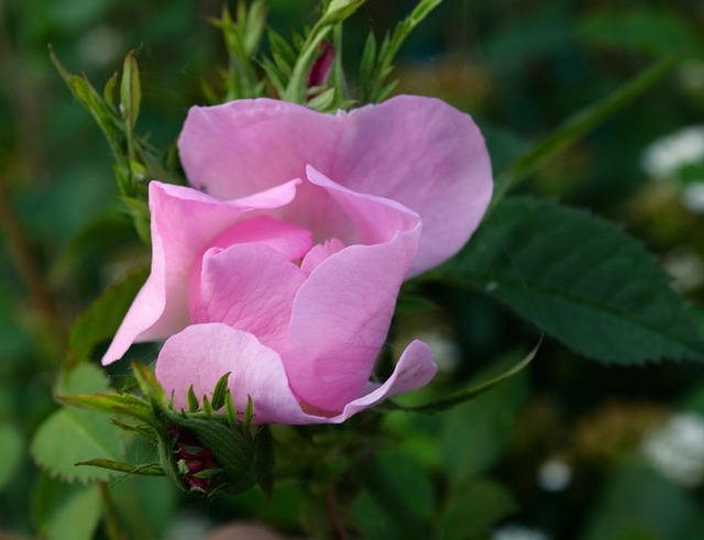 Free Rose Rose Flower photo and picture