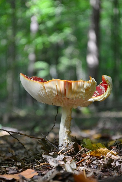 Free Mushroom Nature photo and picture