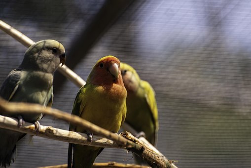 Free Bird Parrot photo and picture