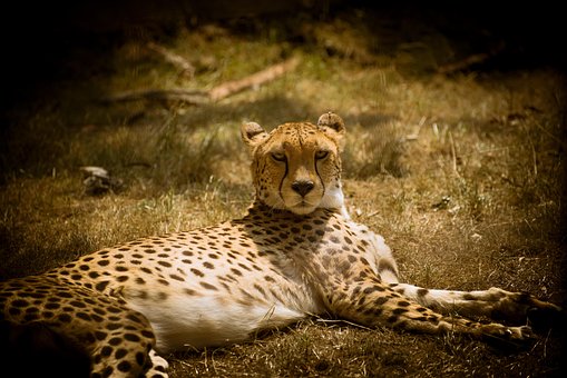 Free Cheetah Big Cat photo and picture
