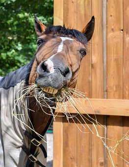 horse-3552734__340.jpg