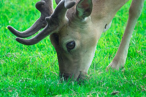 Free Deer Grass photo and picture