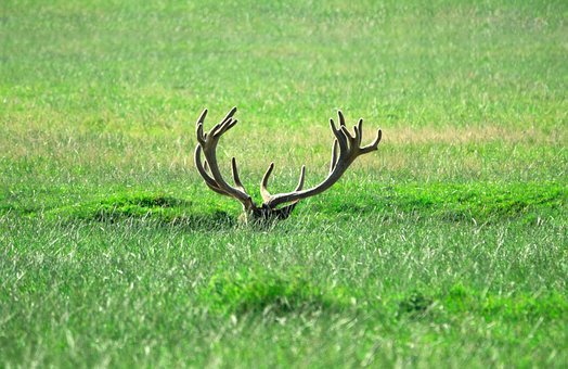 Free Deer Antler photo and picture