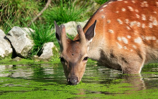 Free Damm Wild Deer photo and picture