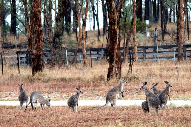 Free Australia Outback photo and picture