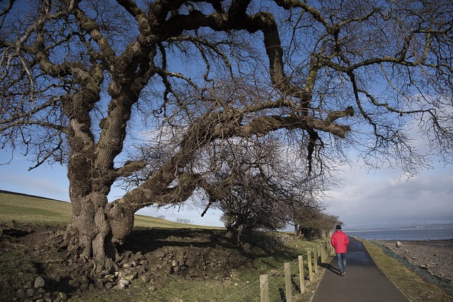 Free Tree Trail photo and picture