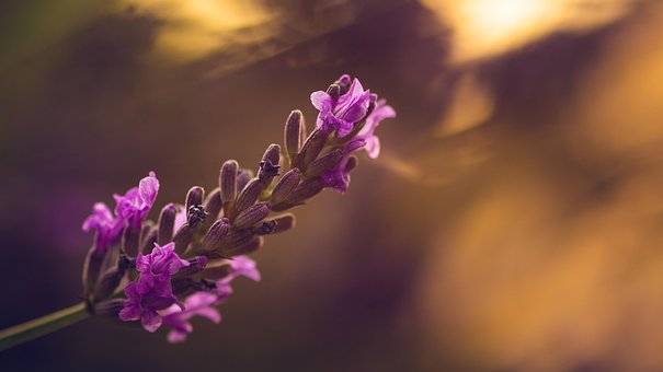 Lavendel, Solnedgang, Natur, Blomster
