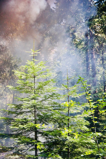 Free Yosemite Nature photo and picture