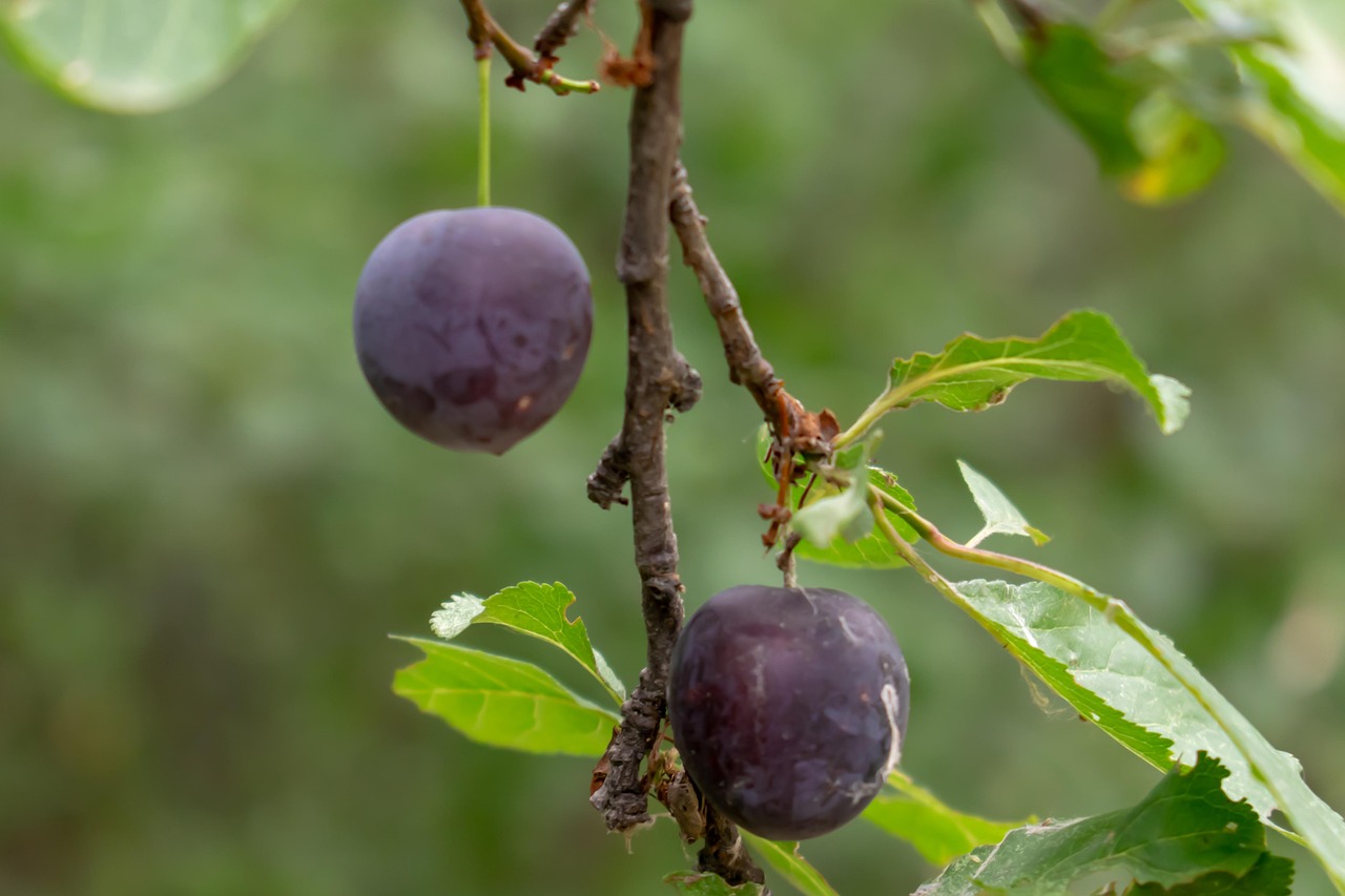 Plum Fruit Food - Free photo on Pixabay - Pixabay
