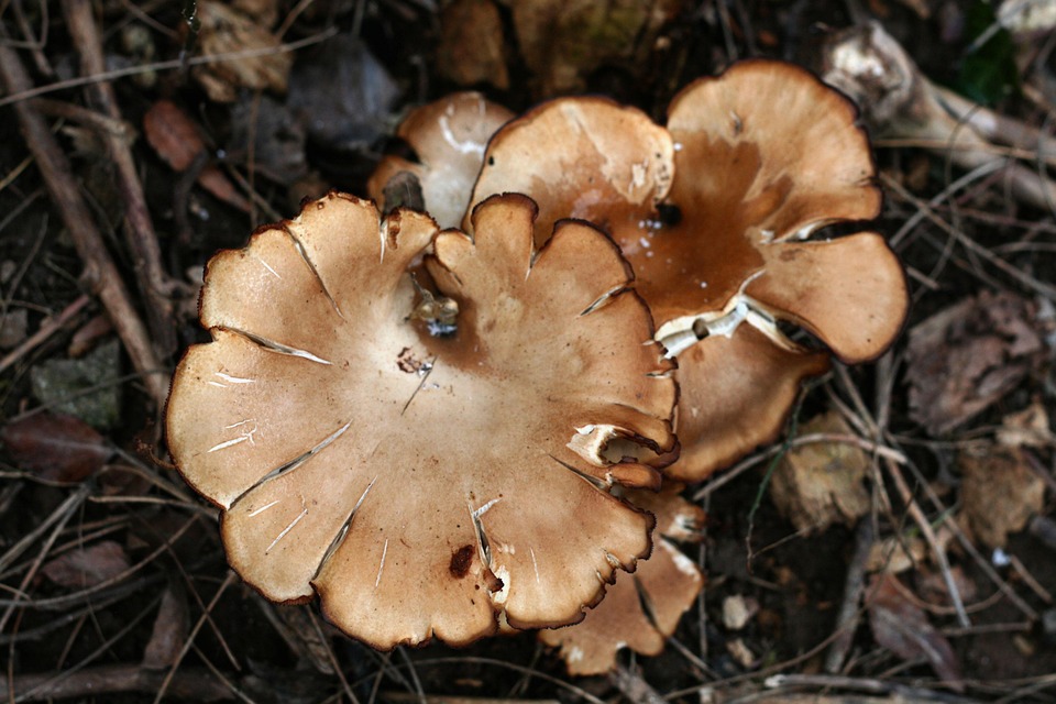 Champignon Brown Coupe En - Photo gratuite sur Pixabay - Pixabay