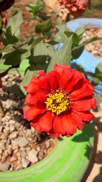 Free Flower Flower Wallpaper photo and picture