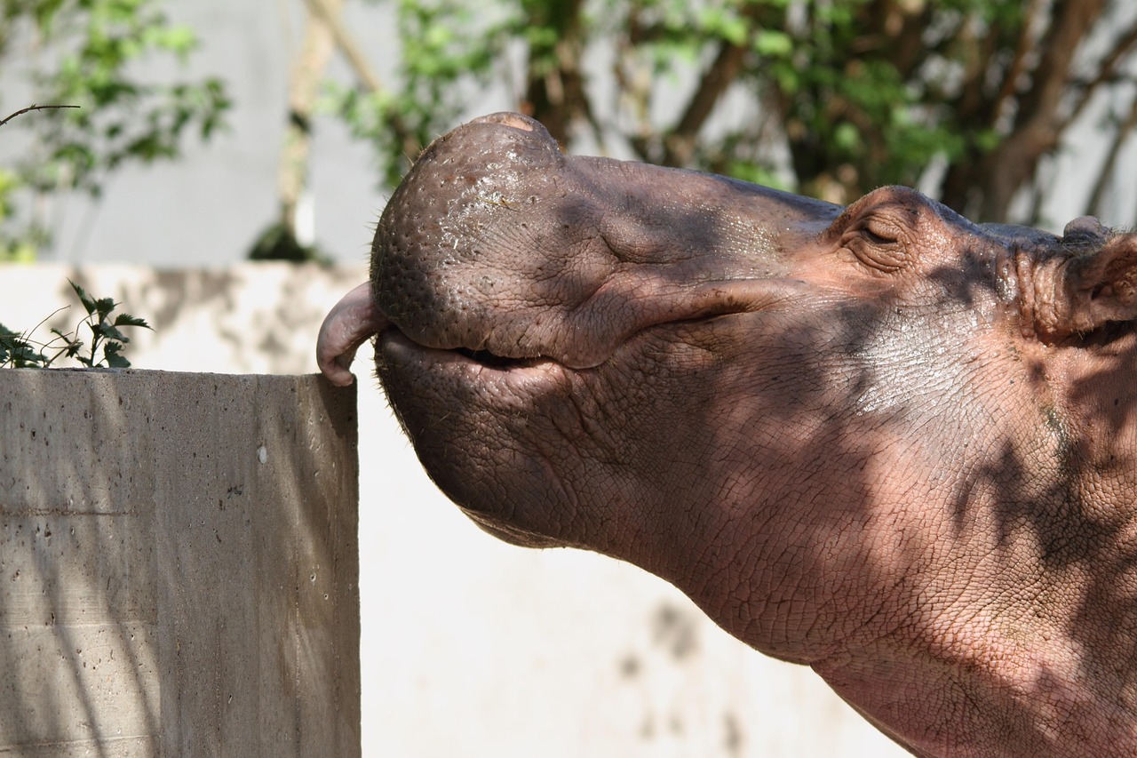 Hippo - free online jigsaw puzzle photo