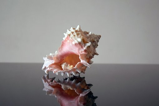 Concha, Fondo, Naturaleza