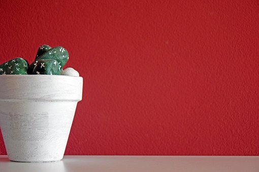 Fondo, Planta, Fondo De Pantalla Gratis